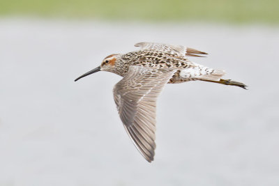 Stilt Sandpiper