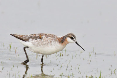 Wilson's Phalarope