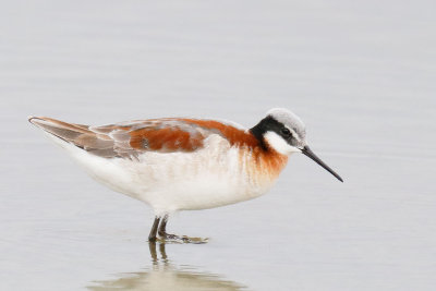 Wilson's Phalarope