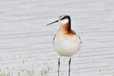 Wilson's Phalarope