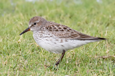 White-rumped Sandpiper