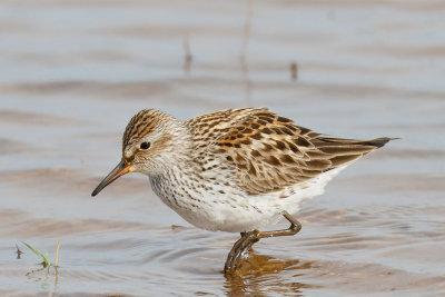 White-rumped Sandpiper