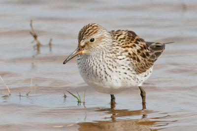 White-rumped Sandpiper