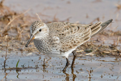 White-rumped Sandpiper