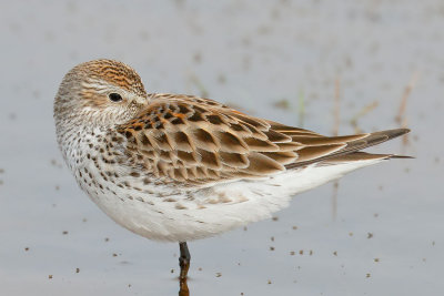 White-rumped Sandpiper