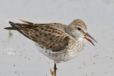 White-rumped Sandpiper