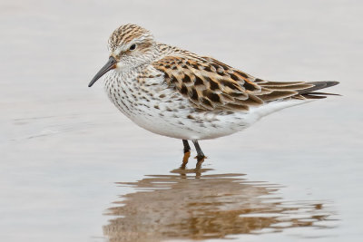 White-rumped Sandpiper