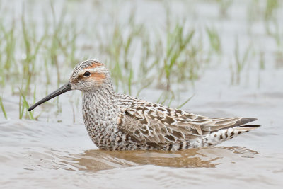 Stilt Sandpiper