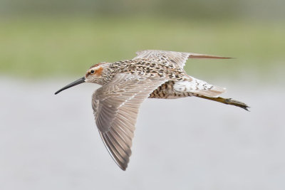 Stilt Sandpiper