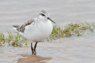 Wilson's Phalarope