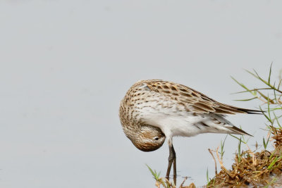 White-rumped Sandpiper