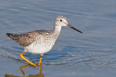 Greater Yellowlegs