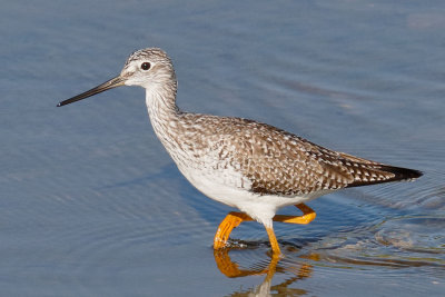 Greater Yellowlegs