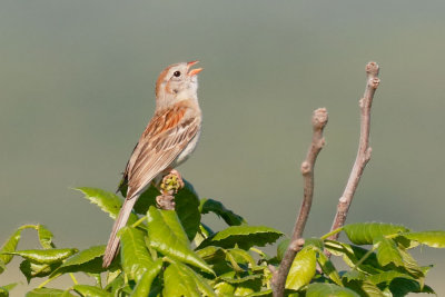 Field Sparrow