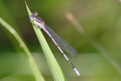 Variable Dancer