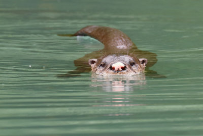 River Otter