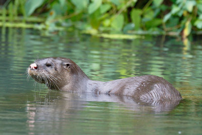 River Otter