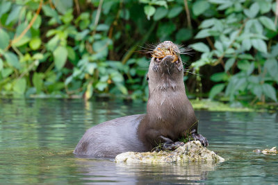River Otter