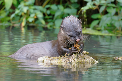 River Otter