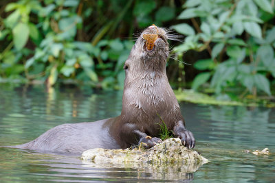 River Otter