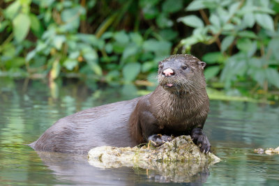 River Otter