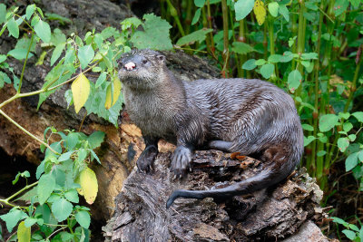 River Otter