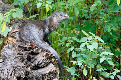 River Otter