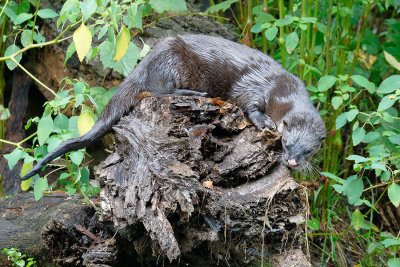 River Otter
