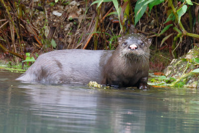 River Otter