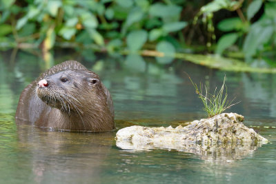 River Otter