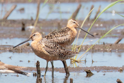 Short-billed Dowitcher