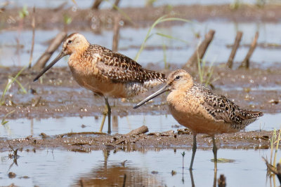 Short-billed Dowitcher