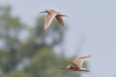 Short-billed Dowitcher