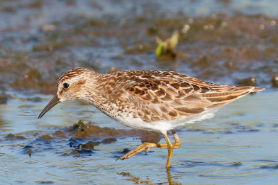 Least Sandpiper