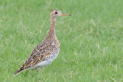 Upland Sandpiper