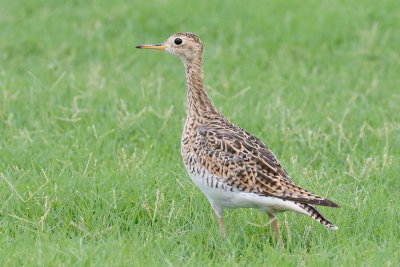 Upland Sandpiper