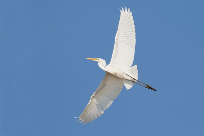 Great Egret