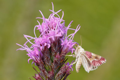 Bleeding Flower Moth