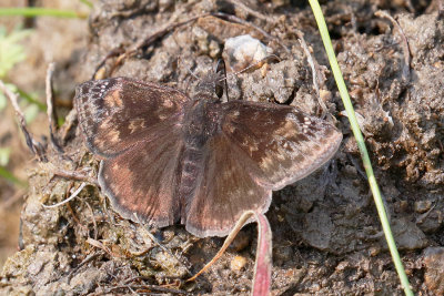 Wild Indigo Duskywing