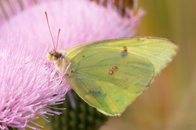 Cloudless Sulphur