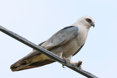 Mississippi Kite