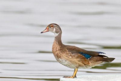 Wood Duck