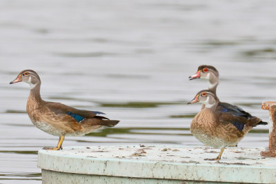 Wood Duck
