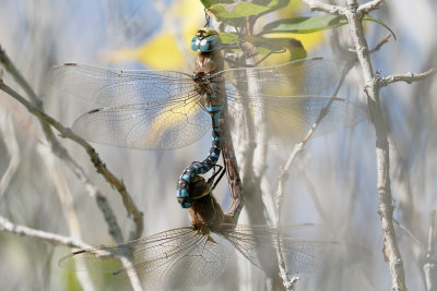 Variable Darner