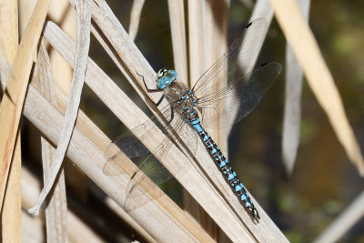 Variable Darner