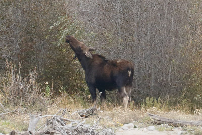 Moose on the Snake River