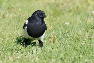 Black-billed Magpie