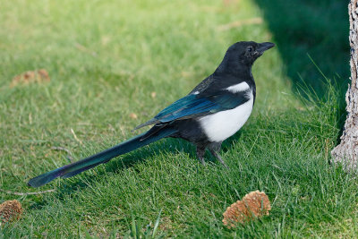 Black-billed Magpie