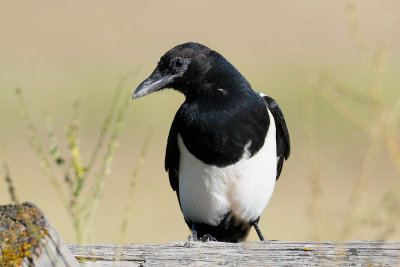 Black-billed Magpie