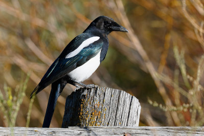 Black-billed Magpie